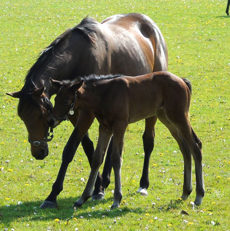 2024 filly by Gleneagles